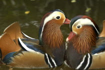 Jurong Bird Park. Portrait of two Mandarin ducks