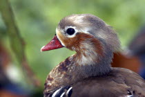 Jurong Bird Park. Portrait of a duck