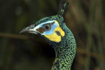 Jurong Bird Park. Head shot of a green feathered Peacock with yellow and blue colouring around its eye