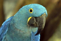 Jurong Bird Park. Portrait of a green and blue Parrot