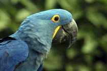 Jurong Bird Park. Profile portrait of a green and blue Parrot