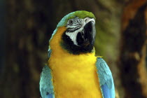 Jurong Bird Park. Portrait of a yellow green and blue Parrot