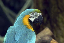 Jurong Bird Park. Profile shot of a yellow green and blue Parrot