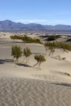 View over sandy desert landscape with scattered trees toward rocky horizon