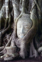 Buddha head statue grown into a tree trunk originally placed there by a monk during the battles with Myanmar in which many Buddhist statues were beheaded