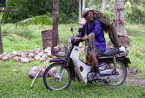 Man on a moped with a Monkey that has been trained to pick coconuts