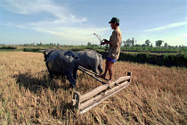 Farmer working in a paddy field with two water baffalo