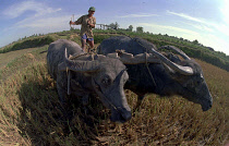 Farmer working in a paddy field with two water buffalo