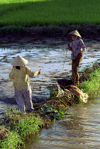 Two ladies draining a paddy field to replenish another in preperation for planting near the outskirts of town