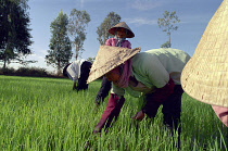 Workers planting rice in paddy fields