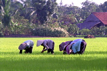 Workers planting rice in paddy fields