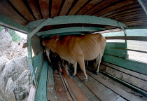 Livestock being transported to market by boat