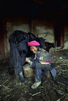 Smiling woman milking a Yak in a barn