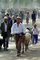 Boy and man leading sheep along the roadside to market