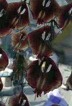 Chagalchi Fish Market with Cuttlefish cut and hung out to dry