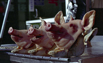 Chagalchi Fish Market with three pig heads on display