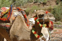 Camel wearing a colourful harness