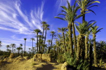 Palm trees in rocky landscape with wispy white clouds in the blue sky above