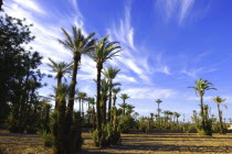 Mass of palm trees with wispy white clouds in a blue sky above