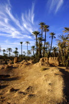 Palm trees in a rocky landscape with wispy white clouds in a blue sky above
