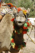 Close up portrait of a camel