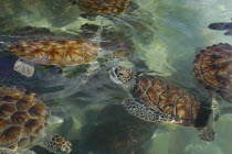 View looking down on group of turtles in the water in a turtle farm