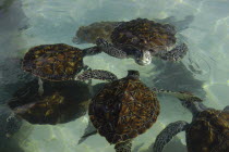 View looking down on group of turtles in the water in a turtle farm