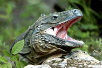 Close up profile shot of a lizard with its mouth open
