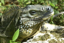 Close up profile shot of a lizard