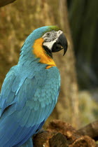 Close up of a blue and yellow feathered parrot sitting on a branch in the Carribean