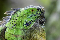 Close up profile shot of a green Iguana in the Carribean