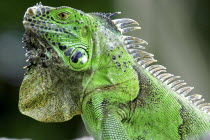 Close up profile shot of a green Iguana in the Carribean