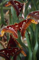Butterfly Farm. Atlas Moth the worlds largest moth species  close view of group with open wings on plant leaves.