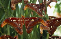 Butterfly Farm. Atlas Moth the worlds largest moth species  close view of group with open wings on plant leaves.