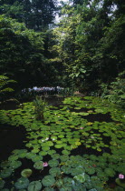 The Botanical Gardens lilly pond with visiting party of school children standing on bridge at far side.