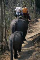 Young couple trekking on elephant through the jungle south of Chiang Mai with a baby elephant walking behindAsian Prathet Thai Raja Anachakra Thai Siam Southeast Asia Babies Holidaymakers Immature Si...
