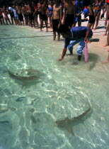 Pulau Paya marine national park with tourists watching the hand feeding of the sharks at the water s edge