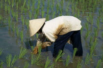 Woman planting rice in a paddy field at Laman Padi Rice Garden in CenangAsian Malaysian Southeast Asia Farming Agraian Agricultural Growing Husbandry  Land Producing Raising Female Women Girl Lady On...