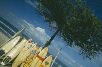 Surf boards leaning against a tree with the sea behind