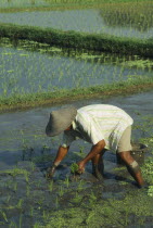 Man planting young rice shoots in paddy field