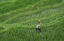 Man waving from rice terraces on the foothills of  the volcano