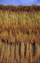 Bales of rice hanging on drying racks