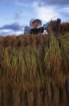 Female farm worker hanging bales of rice on to drying racks