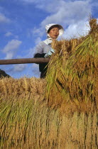 Female farm worker hanging bales of rice on to drying racks