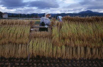 Female farm worker hanging bales of rice on to drying racks