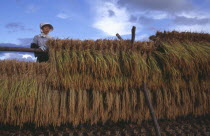 Female farm worker hanging bales of rice on to drying racks