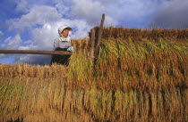 Female farm worker hanging bales of rice on to drying racks