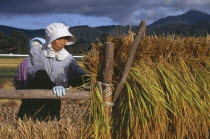 Female farm workers hanging bales of rice on to drying racks