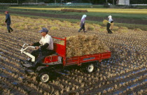Farm workers gathering rice bales for loading on to small truck in the foreground
