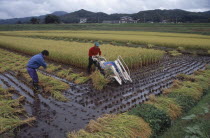Farm workers harvesting rice field with hand pushed motorised harvester